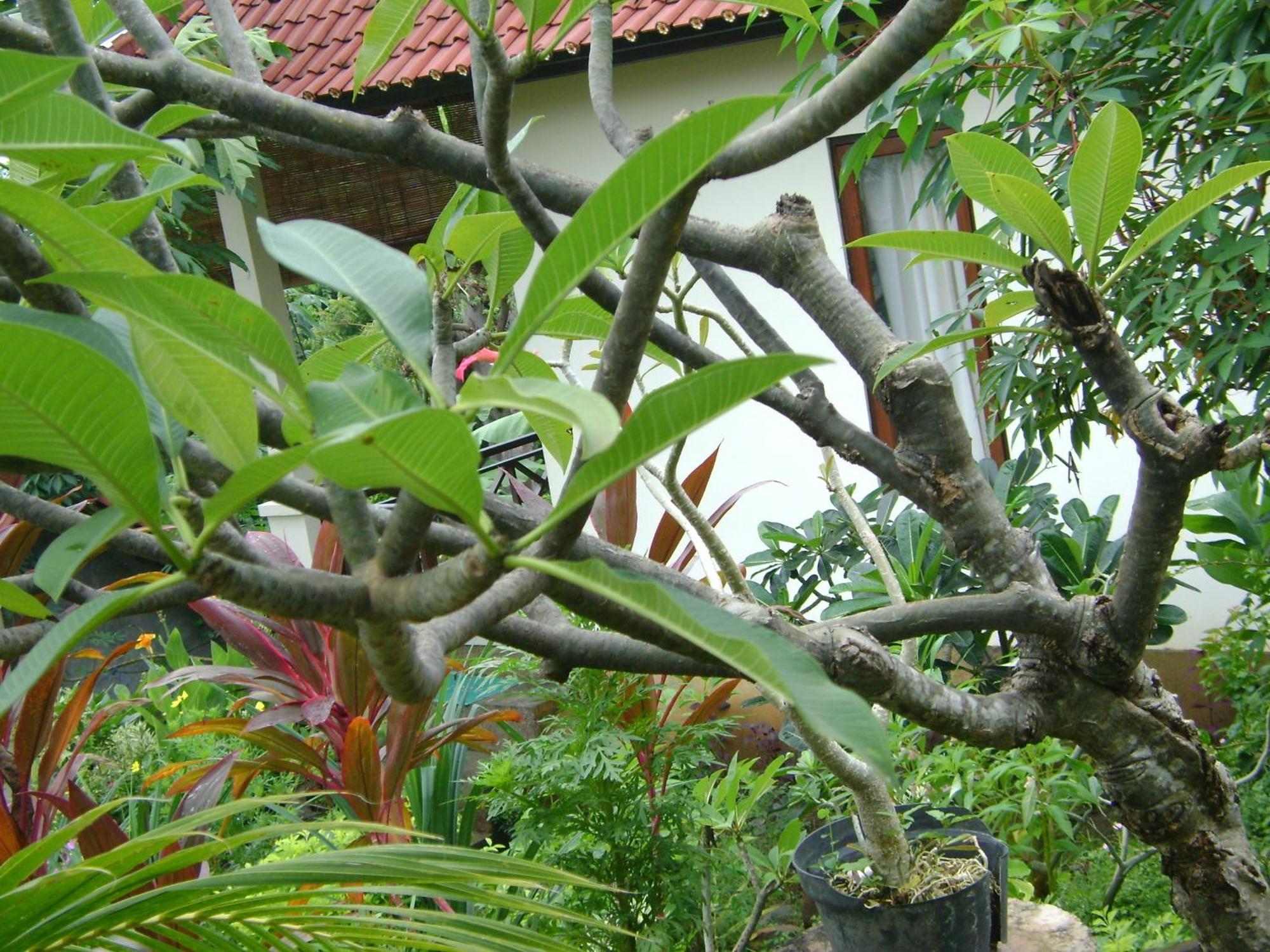 Sinar Bali 2 Hotel Amed  Ngoại thất bức ảnh